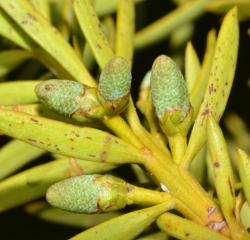 Image: P.B. Heenan © Landcare Research 2014 